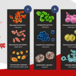 14 TÁC NHÂN GÂY BỆNH LÂY TRUYỀN QUA ĐƯỜNG TÌNH DỤC (STD-14)